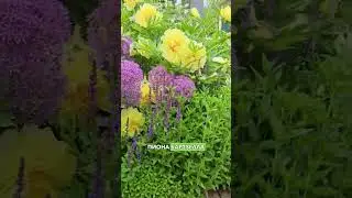 Пион Бартзелла. Цветники с пионами - лучшие сочетания. Что посадить рядом с пионами.
