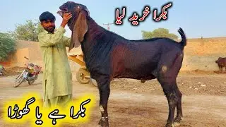 Purchasing Of Big Giant Nagra Buck