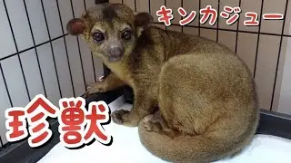 キンカジューのマリリンと二人暮らし