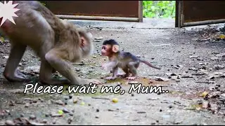 Good Mum..! SABE Monkey is training her baby to start to walk so slowly.