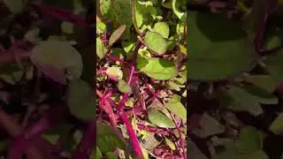 Malabar spinach and antioxidants #urban gardening #growing your food