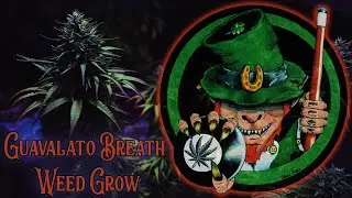 Guavalato Breath Weed Grow Week 8 Part 2 #420 #grow #cannabiscultivation