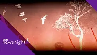 Amazon rainforest: 'Our lungs are on fire'- BBC Newsnight
