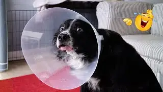 These Dog Videos of the Year Will Make You Laugh Way Too Hard 😂🐶
