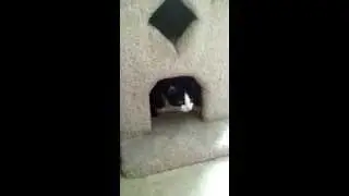 My Best Friend Rebecca's cats!
