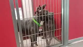 Samo 3y A835325 Daisy Lou 1y A833940 kennel 67 pod 3 PACC shelter hi's&lows so I look @ neighbors368