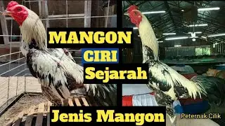 CIRI- CIRI DAN SEJARAH AYAM MANGON