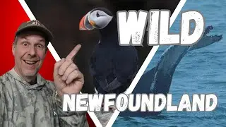Puffins, Whales & The Town of Dildo: Newfoundland Travel Vlog