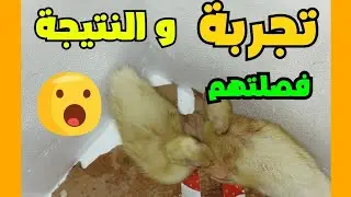 فصلت بطّتين عن بعض… النتيجة صدمتني 😱