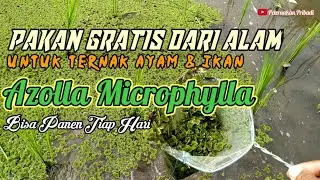 Panen Azolla Microphylla Di Sawah Untuk Tambahan Pakan Ternak || Pakan Murah Untuk Ayam