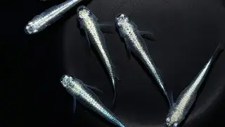 #Medaka #ricefish   Japanese medaka rice fish Species Spotlight