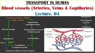 Transport in Human Lecture. 04 | BLOOD VESSELS (Arteries, Veins & Capillaries)|