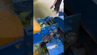 Superfine grass mill to crush vegetables #forage #haycutter #grass #grasscutter #grassmill #pigfeed