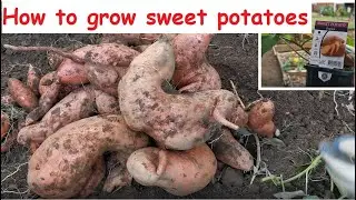 How to grow sweet potatoes