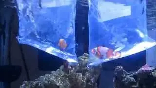 ORA Snowflake Clownfish Additions!