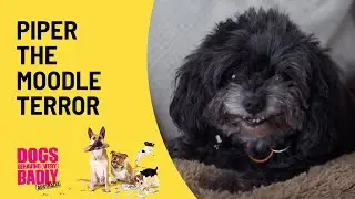 Manic Moodle Piper Is A Terror | Dogs Behaving (Very) Badly Australia | Channel 10