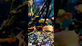 Mirror water Cute fishes #00114