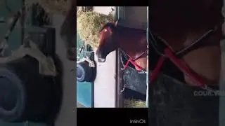 Фристайл от коня 😂#shorts #топ #юмор