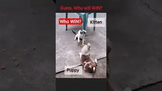 Kitten Vs Puppy FUNNY Fight 😅| Guess, Who'll WIN? #puppy #kitten #kucing #cat