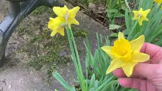 THE TRENT & MERSEY CANAL - A MUDDY TOWPATH WALK