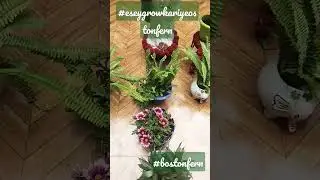 Boston fern|Esey lagayiye Boston fern #shorts #viralshorts @ShiteeKnowledgekingdom