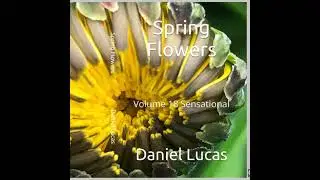 Spring Flowers Volume 18 Sensational by Daniel Lucas