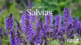 Do Salvias Spread? And More Salvia FAQs at The Pavilion Cork