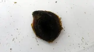 シマメノウフネガイ Crepidula onyx【浦安水辺の生き物図鑑】