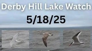 [79] 600+ Caspian Terns while Lake Watching on a Rainy Day at the Derby Hill Hawk Watch, 5/18/25