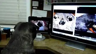 Pug watching multiple pug videos
