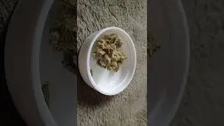 BIO AMNESIA HAZE   #WEED #buds #amnesia #haze