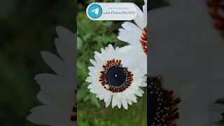 Венидиум &ldquo;Принц Зулу&rdquo; Цветок из Африки.😍 #цветы #сад  #flowerworld