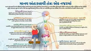 માનવ શરીરની મુખ્ય અંતઃસ્ત્રાવી ગ્રંથિઓ અને તેમના કાર્યો | Human Endocrine System  #bhattalpesh