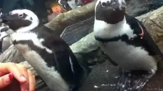 Penguins hypnotized