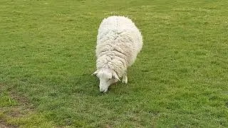 Romney Marsh Sheep and Me ❤️