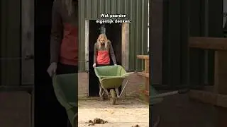 Wat als PAARDEN kunnen PRATEN...? 😂🐴