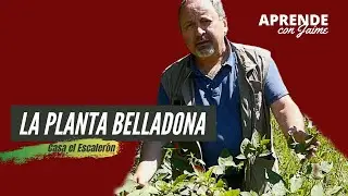🌿 𝐋𝐚 𝐏𝐥𝐚𝐧𝐭𝐚 𝐛𝐞𝐥𝐥𝐚𝐝𝐨𝐧𝐚: Leyenda, curiosidades y propiedades