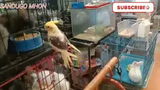 PET CENTER at Cartimar Pasay City [Sandugo Mhon]