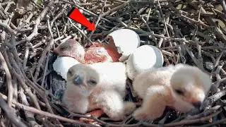 Baby Falcon bird is hatching from an egg @BirdsofNature107