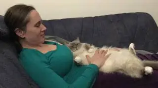 Schmusetiger