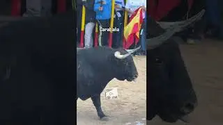 Bonito morlaco el tercero en Caraba&ntilde;a #shorts