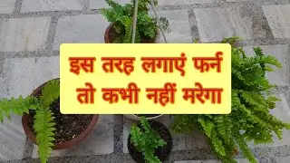 Best way to grow ferns