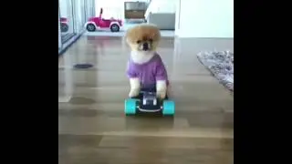 Dog ride in skateboard