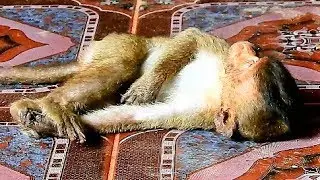 Very Sad to See Poor Baby Lori's Situation, Baby Lori Can Not Walk Well Up to Now.