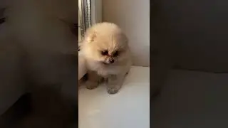 Cutest puppy #viralanimalvideos #viralanimals #animalsshorts #beats #animalyoutube