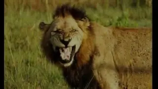 Mr T, of Mapogo lions. His roar,his last fight and his last breath.