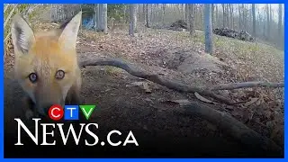 Backyard camera captures family of foxes on Ile-Cadieux, near Montreal