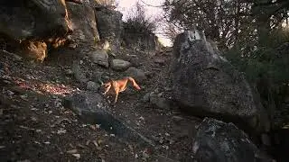 Mother mountain lion and cub passing by my camera trap.