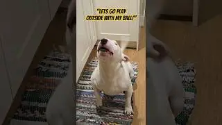 Demanding Dog Wants to go Play Outside with His Ball #dog #pets #shorts #bullterrier #doglover
