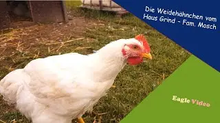 Die Weidehähnchen von Haus Grind   Fam  Mosch